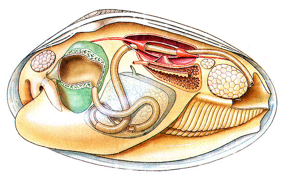 Tápcsatorna a gyomor szerepe hepatopancreas oesophagus gaster Testfelépítésük zsigerek Lamellibranchiata oesophagus gaster pericardium cor utóbél anus hosszmetszet oldalnézet középbél KRISTÁLYNYÉL