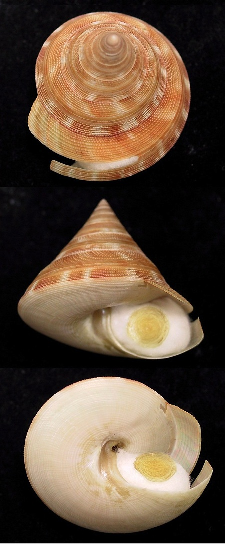 A csigaház szerkezete Gastropoda jobbra csavarodó szájadék fogazottsága (porceláncsiga) balra csavarodó
