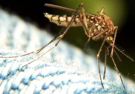Az idegenhonos fajok és betegségek hatásai az emberre: közvetlen bántalmazás gyilkos méhek, tűzhangyák betegségek terjesztése Lymekór globális klímaváltozás miatt áreamódosulások új
