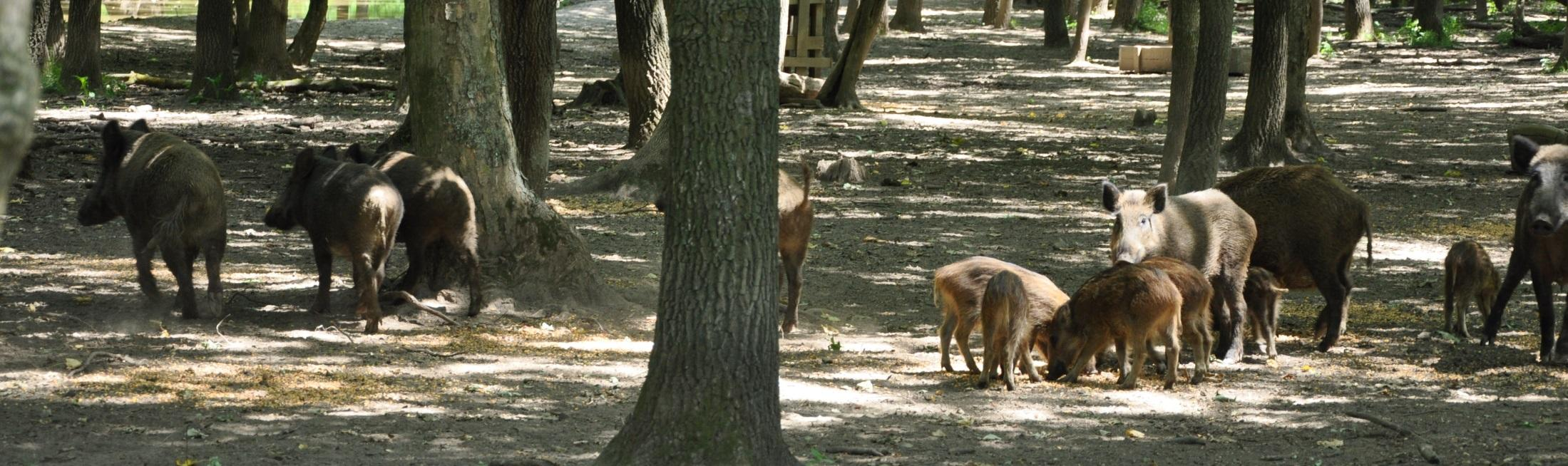 Túlzott létszámú vadállomány A vadgazdálkodással összefüggő veszélyforrás a szórók, sózók, etetők és dagonyák, témánk szempontjából, kedvezőtlen helyen történő létrehozása.