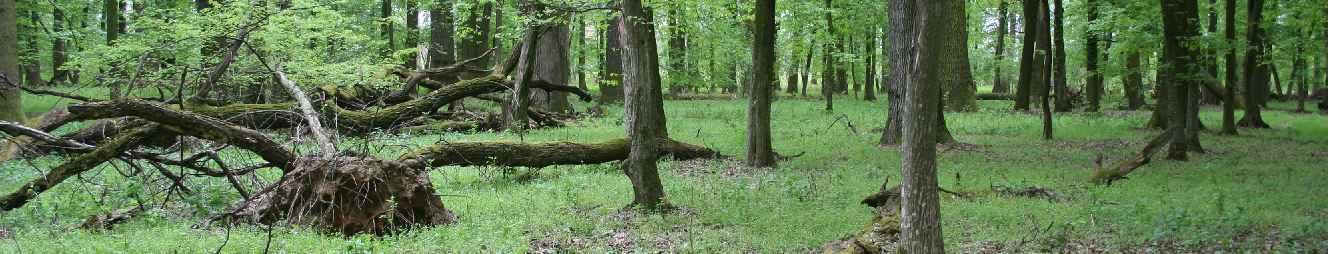 Különleges rendeltetésű védett természeti területek Erdőrezervátum Az 1996. évi LIII. tv.