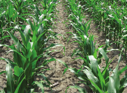 TERMELÔK MONDTÁK... A területünkbôl mintegy 800 hektáron történik kukoricatermesztés.