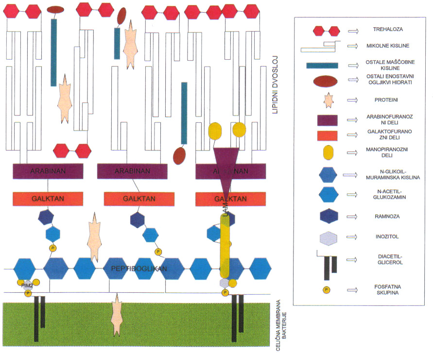 Mycobacterium sejtfal - vázlat Prof.