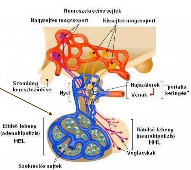 Hipotalamo-hipofizeális rendszer HEL:
