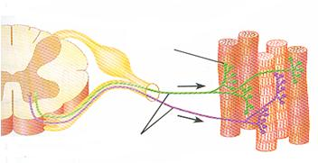 összehúzódás mértéke Az izom rángási görbéje ideg-izom áttevődés mozgató