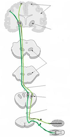 Felszálló érzőpálya agykéreg elsődleges érzőkéreg talamusz VPL középagy mediális lemniszkális pálya híd nyúltvelő