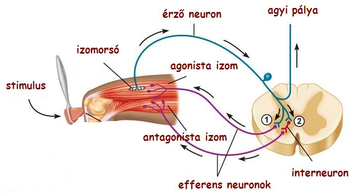 Monoszinaptikus védekező