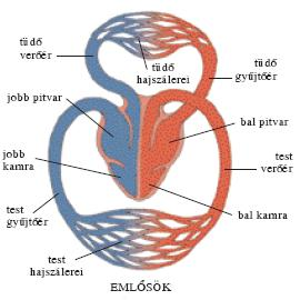 Az emlős keringési