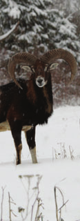 MUFLON - MUFFELWILD - MOUFLON Muflonkos Muffelwidder Ram Csigahossz Schneckenlänge Length of horn I. kategória/kategorie/category cm /cm > 49,95 535.- 50 59,95 535.- + 26.- 60 69,95 795.- + 70.