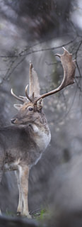 DÁMVAD - DAMWILD - FALLOW DEER Dámbika Damhirsch Fallow buck Trófeasúly Geweihgewicht Weight of antlers I. kategória/kategorie/category kg /10g > 1,99 635.- 2,00 2,49 635.- + 7.- 2,50 2,99 985.- + 7.- 3,00 3,49 1335.