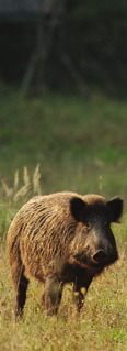 VADDISZNÓ EGYÉNI VADÁSZAT SCHWARZWILD EINZELJAGD WILD BOAR INDIVIDUAL HUNTING Kan elejtés Abschuß von Keiler Tusker Agyarhossz Waffenlänge Length of tusks I.