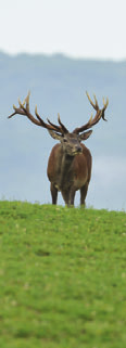 GÍMSZARVAS - ROTWILD - RED DEER Gímbika Rothirsch Stag Trófeasúly Geweihgewicht Weight of antlers I. kategória/kategorie/category kg /10 g > 2,99 655.- 3,00 3,99 655.- + 3.- 4,00 4,99 955.- + 4.