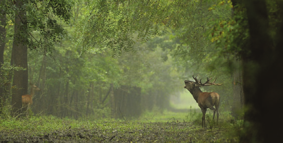 I. kat./kat./cat. II. kat./kat./cat. Tehén, ünő elejtés Abschuss von Alttier, Schmaltier Shooting rate of hind, young hind 160.- 110.- Borjú elejtés Abschuss von Kalb Shooting rate of calf 130.- 70.