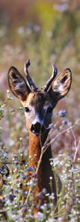 ŐZ - REHWILD - ROE DEER Őzbak Rehbock Roe buck Trófeasúly Geweihgewicht Weight of antlers I. kategória/kategorie/category g /g > 149 125.- 150 249 145.- + 1.- 250 299 245.- + 4.- 300 349 445.- + 5.