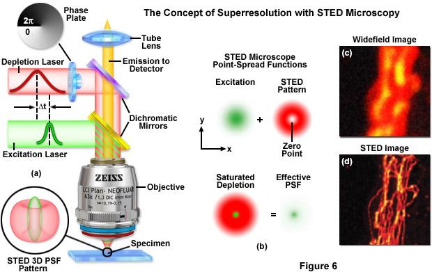 STED (stimulated