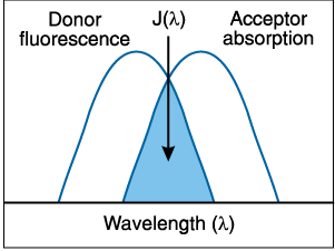 Energiatranszfer (FRET) rendszerek Két fluorofór (Donor, akceptor) A donort gerjesztve az akceptor világít F