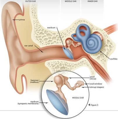 Az emberi hallás Longitudinális hullám a hallójáratban A hang rezgésbe hozza a dobhártyát A rezgéseket a hallócsontok (kalapács, üllő és kengyel) továbbítják A kengyel rezgésbe hozza a csigában lévő