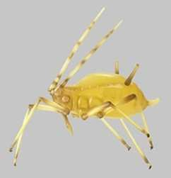 ZoS 49/14 Termesz Coptotermes acinaciformis termesz, vagy fehér hangya. Dr. E. Schicha tervezte. A termeszkatona, vagy fehér hangya méretaránya 1:50.