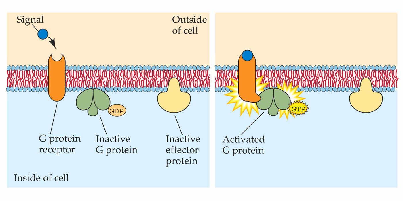 G-proteinek