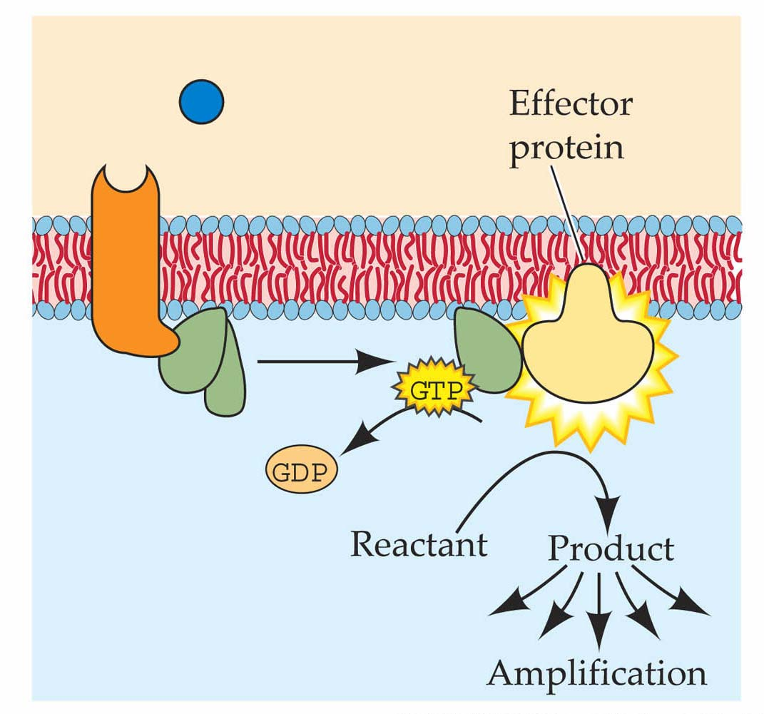 G-proteinek