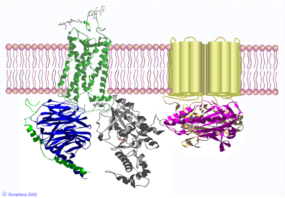 G-protein