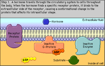 G-protein