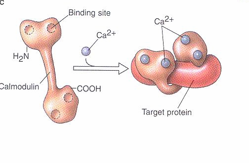 Calmodulin