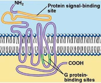 7TM-receptor