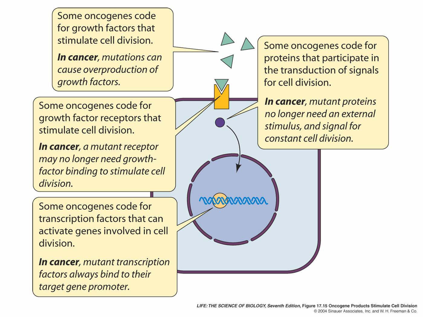 Egyes oncogének a sejtosztódást fokozó növekedési faktorokat termelnek. Tumorokban a mutációk e növekedési faktorok fokozott termelését okozzák.