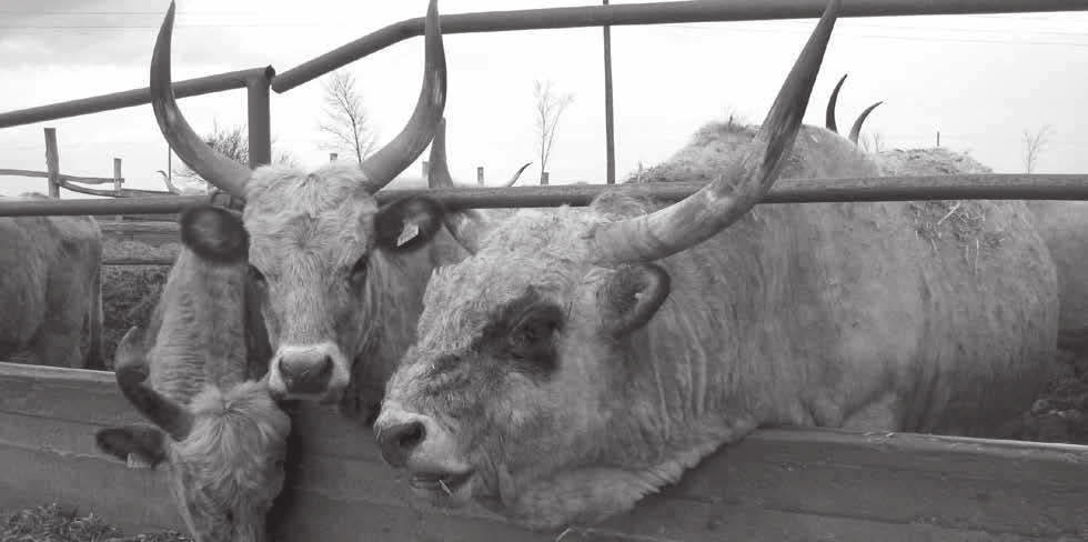 4.4. Zakonske nadležnosti i ovlašćenja Na osnovu Zakona o bezbednosti hrane u Srbiji, veterinarska inspekcija ima nadležnost nad svim namirnicama koje sadrže belančevine životinjskog porekla.