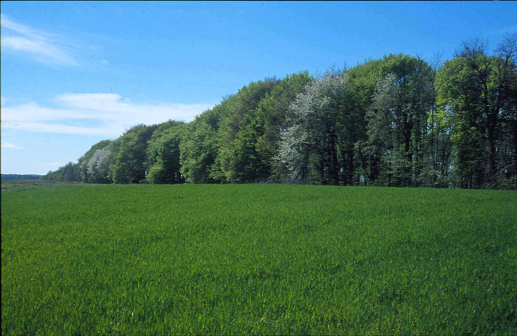 Erdőkre, fás területekre vonatkozó eltérő szabályok A Körzeti Erdőterv mellett a vízügyi beavatkozások (mederrendezés,