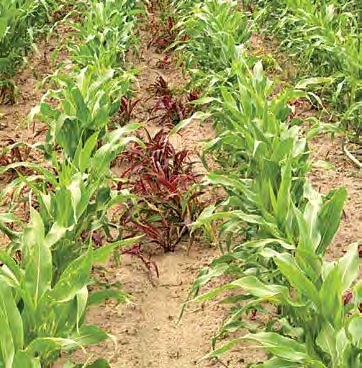Monsoon Kiemelkedő egyszikűek elleni hatás Hatékony a kukorica szinte minden egyszikű gyomnövénye ellen.