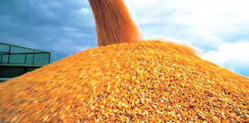 A kukorica növényvédelmi technológiája Csávázás A Mesurol a növény fejlődésének kezdeti szakaszában védelmet nyújt a fritlégy károsítása ellen, valamint kimagasló repellens hatással rendelkezik a