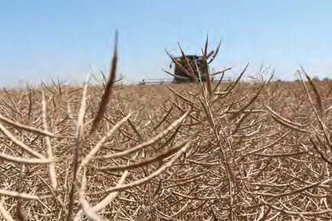 Brentano a kontinentális típus A Bayer Seeds kontinentális termék portfóliójának egyik perspektivikus tagja, Észtországtól Bulgáriáig több közép- és kelet-európai országban regisztrált hibrid Vastag