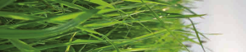 GRASS-MANAGER GRASS-MANAGER-PRO PNEUMATICSTAR PNEUMATICSTAR-PRO RÉTGONDOZÁS-, MÁSODVETÉS-, FELÜLVETÉS ÉS ÚJ VETÉS MUNKAGÉPEI