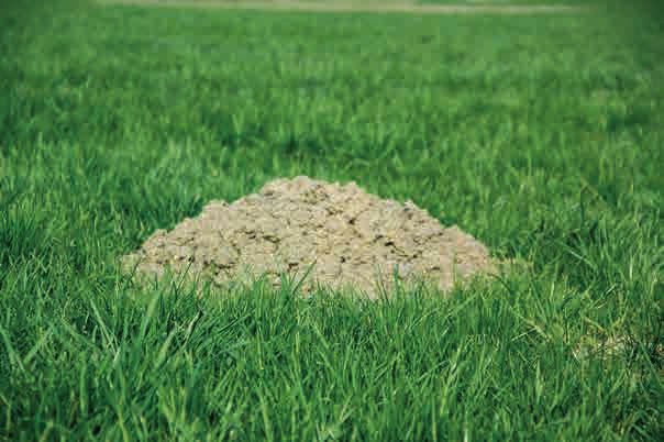 GRASS-MANAGER PNEUMATICSTAR PNEUMATICSTAR-STI AZ ÚJ TECHNIKA TERET AD A FRISS ZÖLDNEK A GRASS-MANAGER-t, a PNEUMATICSTAR-t és a PNEUMATICSTAR-STI-t is stabil profilcső vázzal készítik, amely