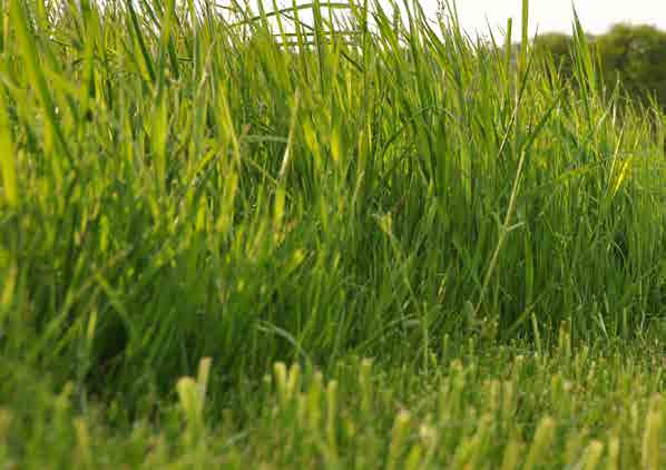 GRASS-MANAGER PNEUMATICSTAR 20 A fogak hidraulikus állítása megkönnyíti a GRASS-MANAGER, PNEUMA- TICSTAR és a PNEUMATICSTAR-STI használatát változó talajviszonyok mellett.