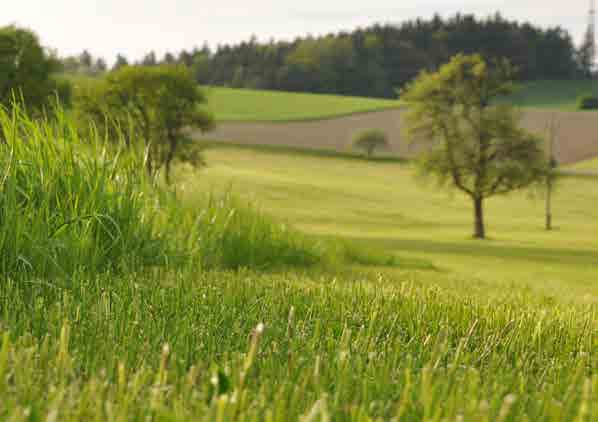 GRASS-MANAGER PNEUMATICSTAR A 6 soros gyomfésű fogmezőn 1,5 m munkaszélességre 60 fogat szereltek, ez 2,5 cm fogtávolságot eredményez.