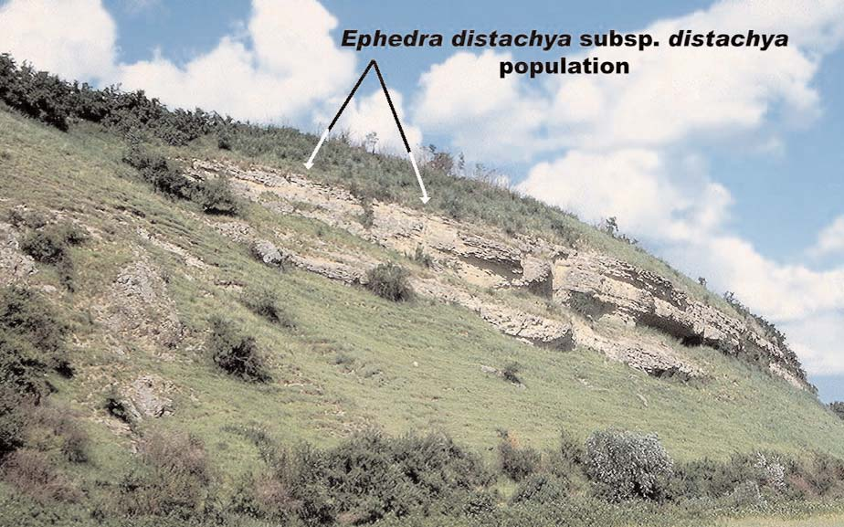 Results and Discussion Characterization of the new Transylvanian sites One jointfir population is located near the village Cheia (Mihai Viteazu commune, Cluj county) and the second one near the