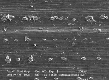 4. táblázat: Abaxialis epidermisz, serteszõr adatok szõr hosszúság szõr szélesség szõr sûrûség (μm) (μm) /1mm 2 F.altissima 40/7 64,19 30,71 27,01 40/8 54,51 22,07 43,5 40/9 58,74 31,19 38,5 F.