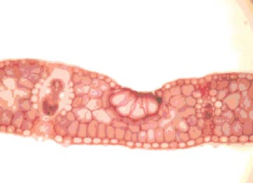 1 2 3 4 5 6 7 1. kép: F. altissima 40/7, levél km. 2. kép: F. drymeia 21, levél km. 3. kép: F. altissima 40/9, levél km. 4. kép: F. drymeia 23, levél km.