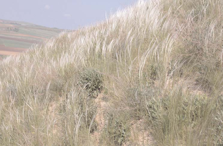 Fig. 1. Abandoned steppe-like grassland of Stipetum lessingianae with Cephalaria uralensis and Artemisia campestris near Culpiu (Mezõkölpény) (Photo: A. J.
