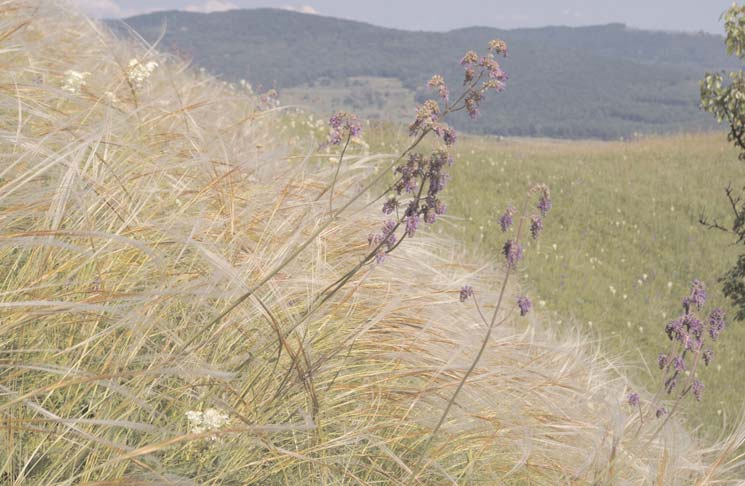 Fig. 3. The community of Stipetum pulcherrimae with Salvia nutans and Filipendula vulgaris near Rug»neçti (Rugonfalva) (Photo: A. J.