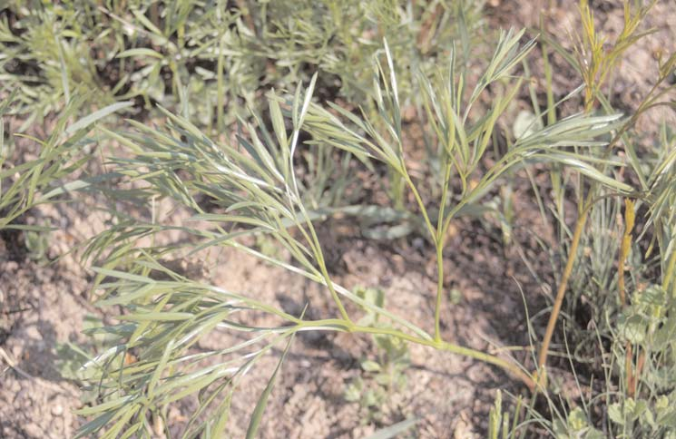Fig. 9. Early regeneration of Peucedanum tauricum after the spring burning near Çardu Nirajului (Székelysárd) (Photo: A. J.
