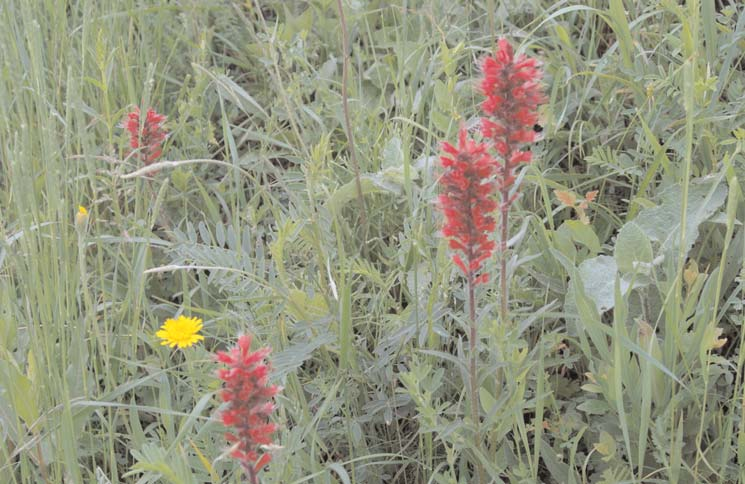 Fig. 11. Species-rich community of Cariceto-Brachypodietum pinnati with Echium maculatum, Onobrychis viciifolia, Phlomis tuberosa etc.
