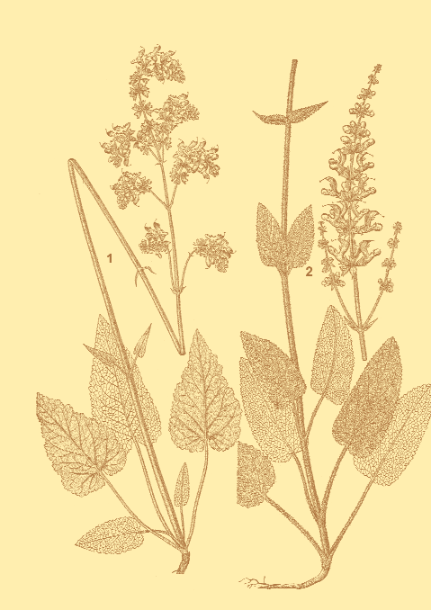 Salvia nutans L. és S.