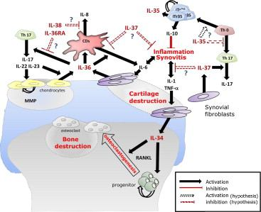 Fig. 2 Role for IL-34, -35, -36, -37, and -38 in the immunopathogenesis of rheumatoid arthritis.
