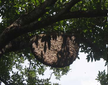Apis florea = kis mézelő méh Apis florea lépje és fészke egylépes fészek, faágakra ragasztott, kis méretű lépek Apis dorsata = óriás mézelő méh