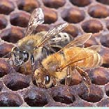 Az Apis mellifera alfajai (fajtái): A. m. mellifera (sötét Ny-európai méh) Az Apis mellifera alfajai (fajtái): A. m. ligustica (olasz méh) Az Apis mellifera alfajai (fajtái): A.
