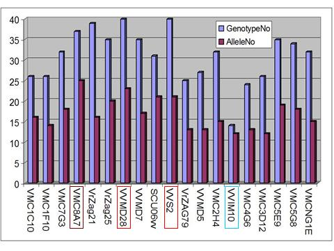 háttér valószínűsíthetően közös bennük. Azonban a dendogramon találkozhatunk egy másik hasonlóságot mutató csoporttal, amelyben V. berlandieri x V.